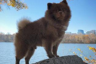 五只狗网红,萌宠界的明星风采