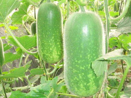 瑶一瑶吃瓜摆件,趣味盎然的家居新宠