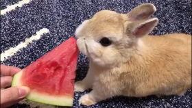 小瓜兔子吃不吃,揭秘其饮食习惯与偏好