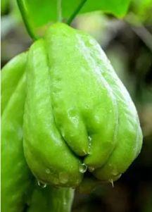 佛手瓜红了怎么吃,多样美味食法大揭秘